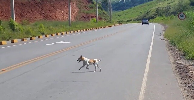 Owner d.u.m.p.s dog on the side of a road – thanks to the girl who filmed, the story has a happy ending