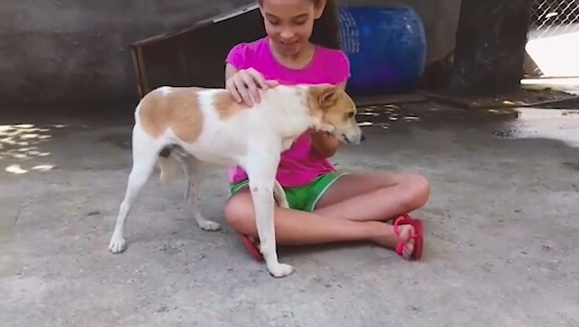 Owner d.u.m.p.s dog on the side of a road – thanks to the girl who filmed, the story has a happy ending