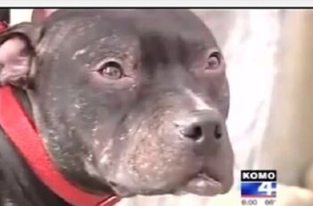 Pit Bull Rescued From Fighting Saves Woman From Car Jacking!