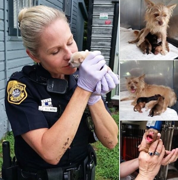 Police Find Mother Dog Trying To Free Puppy Thrown Into Trash Bin