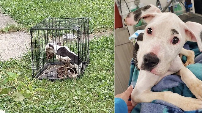 Puppy Found Starving and Covered in Feces So Relieved to See Rescuers