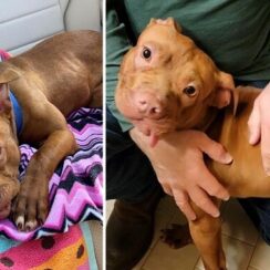 Puppy who was m.i.s.treated by former owner is now "living his best life" in foster home