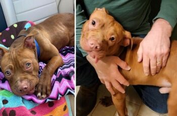Puppy who was m.i.s.treated by former owner is now "living his best life" in foster home