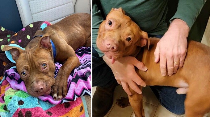 Puppy who was m.i.s.treated by former owner is now 