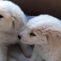 Pups Were Found Abandoned In A Box, Unable To Move From Horrific Parasite