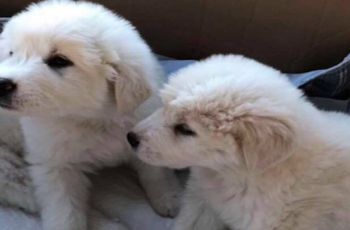Pups Were Found Abandoned In A Box, Unable To Move From Horrific Parasite