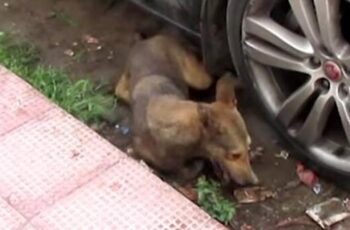 Rescuers Save Dog Having Violent Seizures On Road