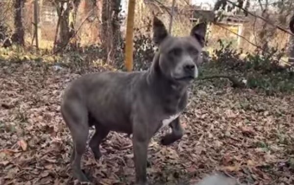 Rescuers Save Dog With Worst Embedded Collar They Have Ever Seen
