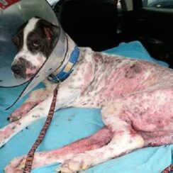 Rescuers Thought Great Dane Was Neglected By Her Family But Were Shocked To Learn Vets To Blame