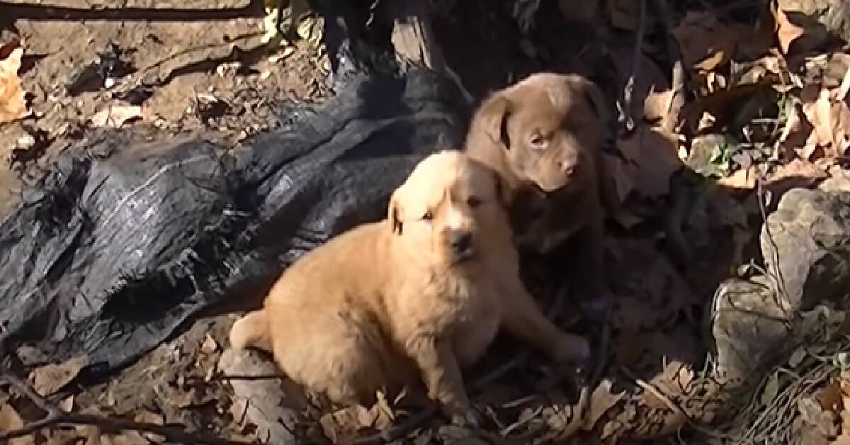 Rescuers Use Drone To Find Stray Mama Dog And Puppies In Need Of Help