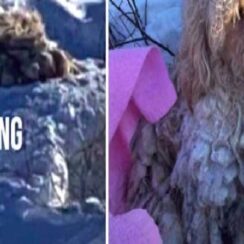 S.t.r.a.y Dog Nearly Frozen In Snow Found Just In Time