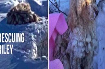 S.t.r.a.y Dog Nearly Frozen In Snow Found Just In Time