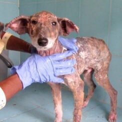 Sad Little Puppy With Mange Still Wags His Tail Despite Pain He Is In