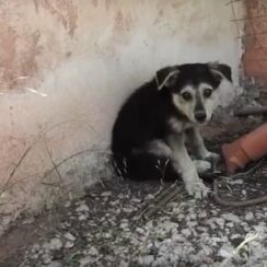 Sad Rescued Puppy Doesn’t Know How to Live Yet