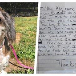 Senior Dog Abandoned On The Side Of The Road With A Note