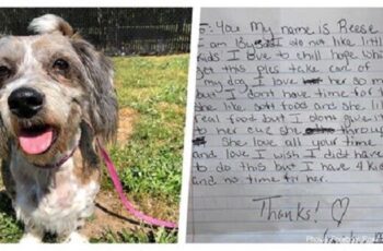 Senior Dog Abandoned On The Side Of The Road With A Note