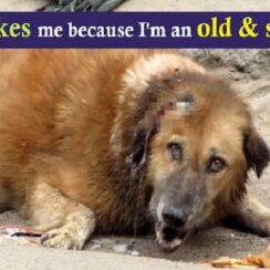 Senior Dog Lay Crying For Help For Days, But Nobody Came Forward To Help Him