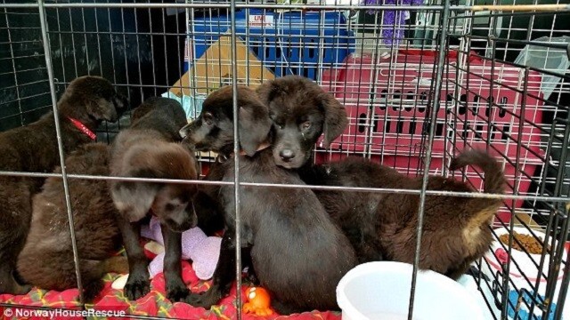 Seven Puppies Found Abandoned Alone On Desolate Island