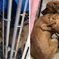Shelter Puppy And Her Sister Hug Each Other For Comfort After Being Rescued