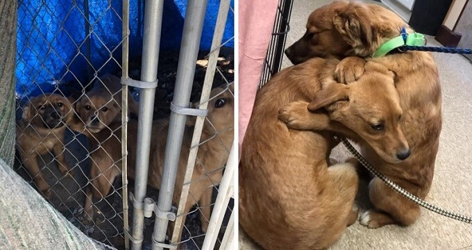 Shelter Puppy And Her Sister Hug Each Other For Comfort After Being Rescued