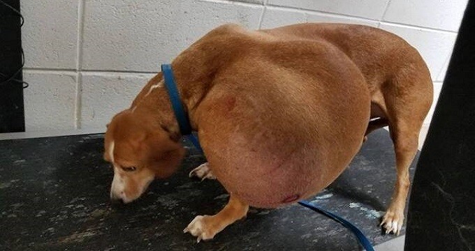Small Dog with Enormous Tumor and Surrendered for Euthanasia has the Best Life Now