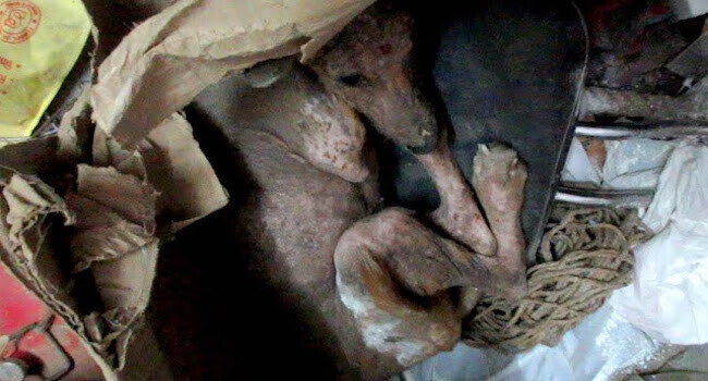Starving Puppy Hiding in Trash Did Not Want to Be Touched At First