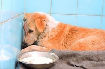 Street Dog Whose Eye Pops Out After Traumatic Injury Gets Help He Needs