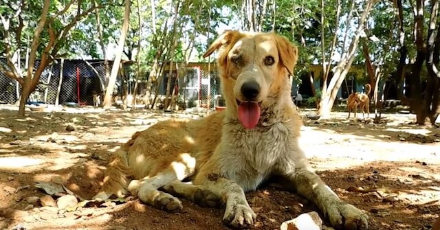 Street Dog Whose Eye Pops Out After Traumatic Injury Gets Help He Needs
