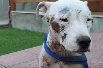 Sweet Pit Bull Left To Suffer On Busy Street Rescued