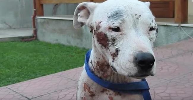 Sweet Pit Bull Left To Suffer On Busy Street Rescued