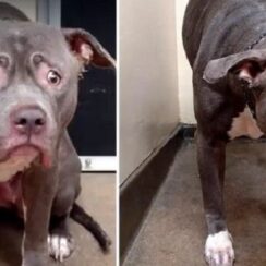 The Look on This Dog’s Face When She Realizes Her Family Is Not Coming Back Will Crush Your Heart