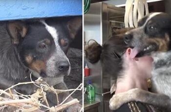 This Dog Lived Underneath A Dumpster For Almost A Year — Look At Him Now!
