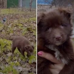 Two B.l.i.n.d Puppies Who Only Eats Grass to Survive Were Rescued