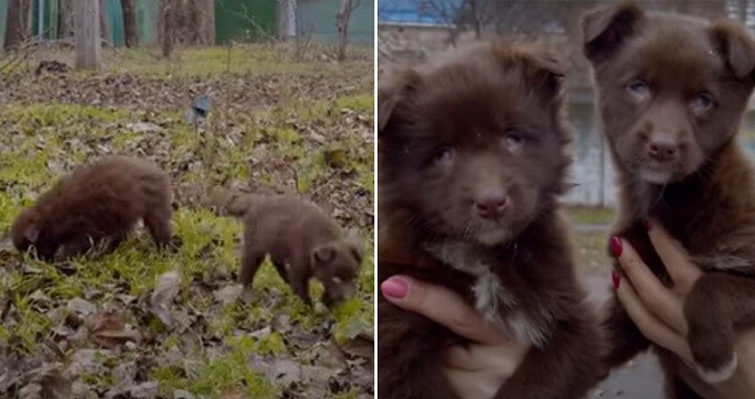 Two B.l.i.n.d Puppies Who Only Eats Grass to Survive Were Rescued