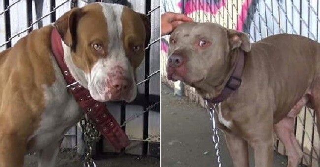 Two Pit Bulls Tied with Chains and Locks Abandoned Under Freeway Rescued