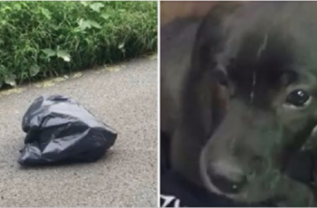 Woman Stops To Investigate A Moving Trash Bag & Discovers A.ban.don.ed Puppy Inside