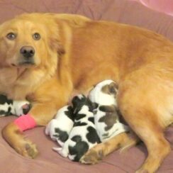 Workers Find D.u.m.p.e.d Golden Retriever, As She Gives Birth To 'Cow Babies'