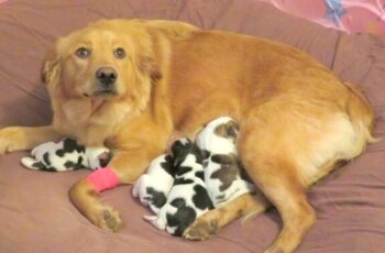 Workers Find D.u.m.p.e.d Golden Retriever, As She Gives Birth To 'Cow Babies'