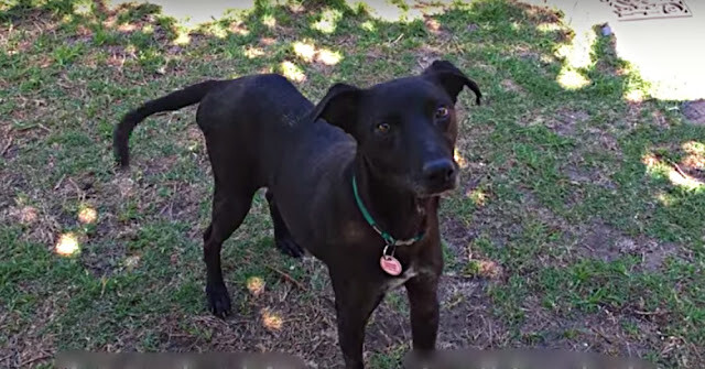 Years Of Abuse Couldn’t Be Undone, But This Pup Got The Best Ending To His Tragic Story